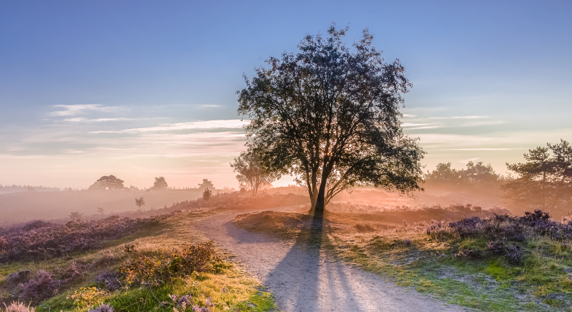 Ons doel is het reduceren van CO2. De balans in het klimaat herstellen. 